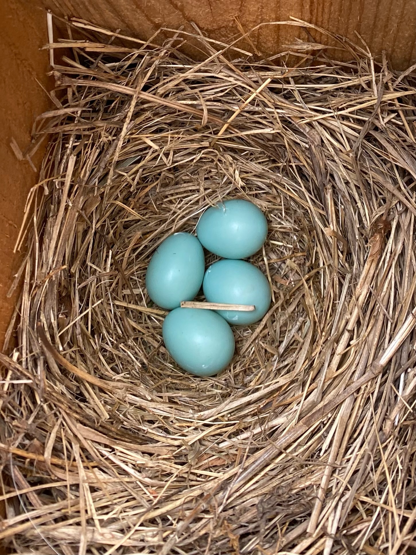 Looking down into the birdhouse from the top with a nest of blue eggs inside.